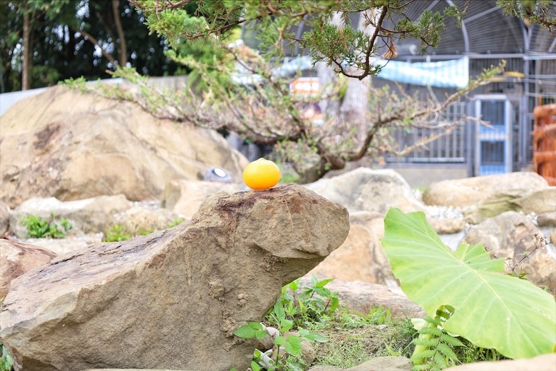 山巒景色讓人感到美不勝收，園區有超人氣的水豚君、笑笑羊，也有許多可愛小動物