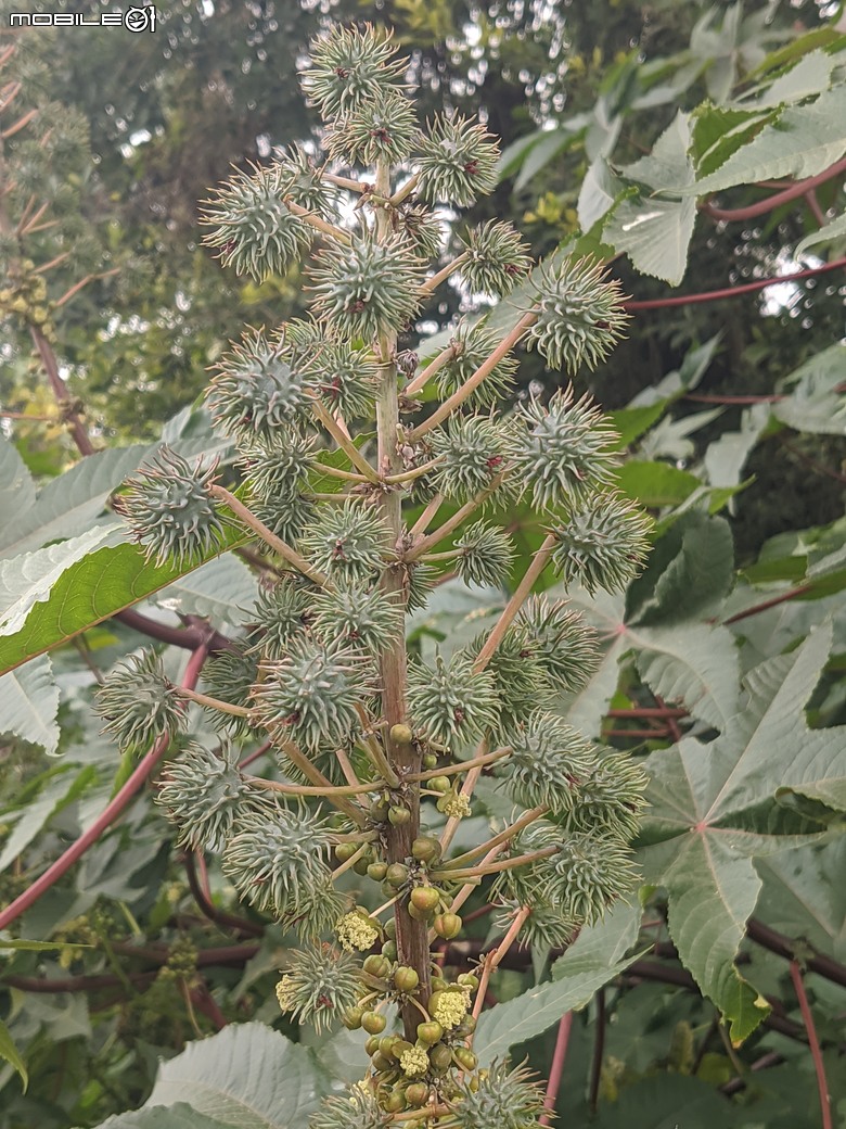 炮仗花+蔥花+煙火花+火焰木+蓖麻 台南市東區裕永路後甲公園 02/09