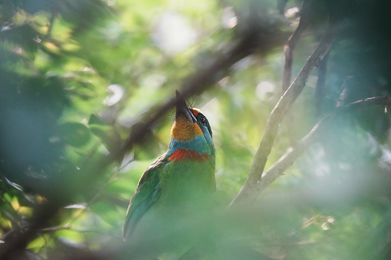 點我看大圖 Sony FE 400-800mm f/6.3-8 G OSS 評測報告|E-mount 首顆 800mm 砲降臨!