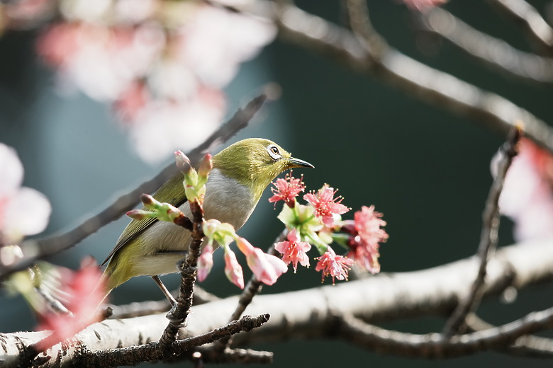 點我看大圖 Sony FE 400-800mm f/6.3-8 G OSS 評測報告|E-mount 首顆 800mm 砲降臨!