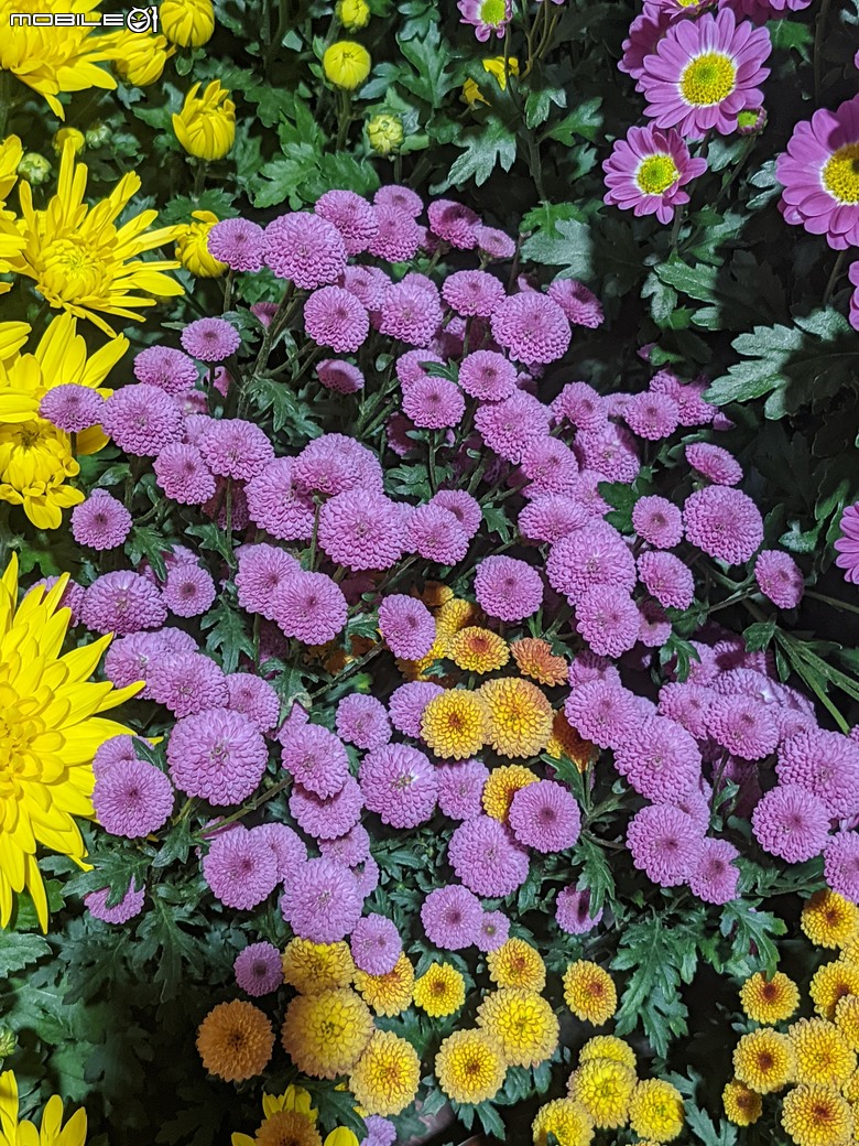 花在彰化 彰化縣溪州鄉中央路三段138號 02/01