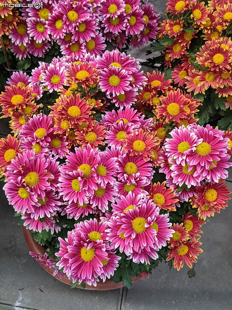 花在彰化 彰化縣溪州鄉中央路三段138號 02/01