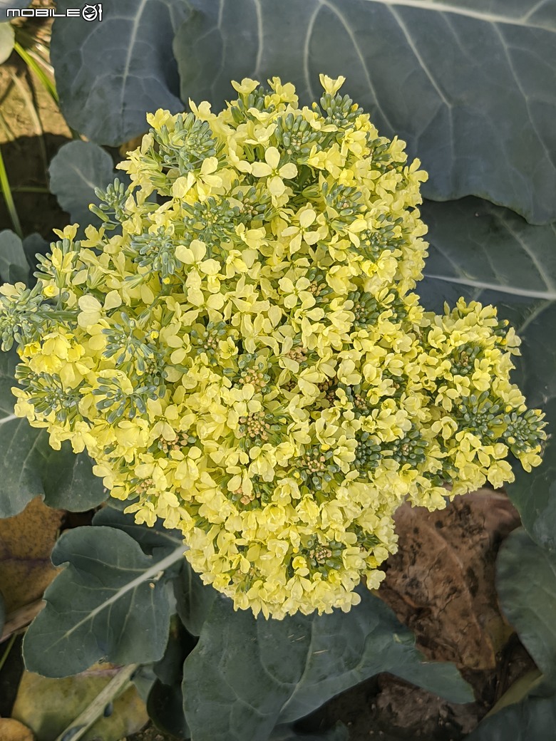 青花菜 台南市仁德區中生里中洲福德祠附近 02/16