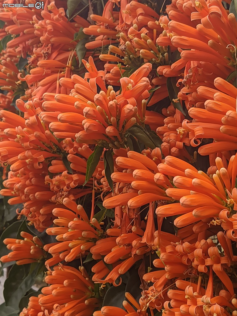 炮仗花+蔥花+煙火花+火焰木+蓖麻 台南市東區裕永路後甲公園 02/09