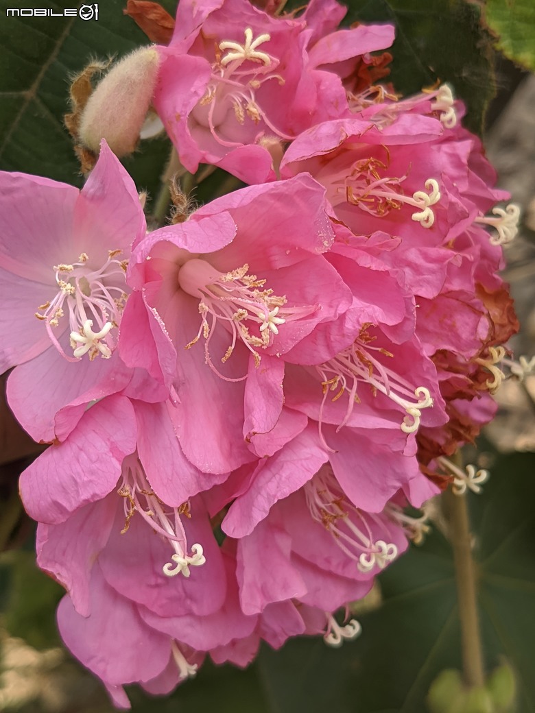 紅花風鈴木+非洲芙蓉 台南市仁德區仁德滯洪池 01/18