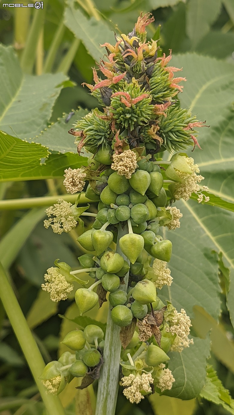 炮仗花+蔥花+煙火花+火焰木+蓖麻 台南市東區裕永路後甲公園 02/09