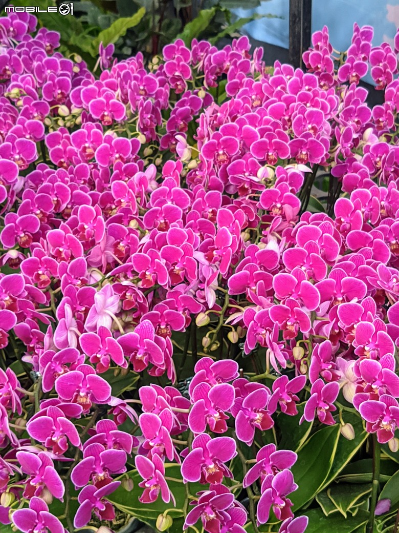 花在彰化 彰化縣溪州鄉中央路三段138號 02/01