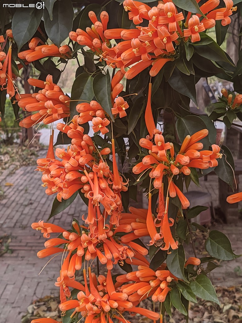 炮仗花+蔥花+煙火花+火焰木+蓖麻 台南市東區裕永路後甲公園 02/09