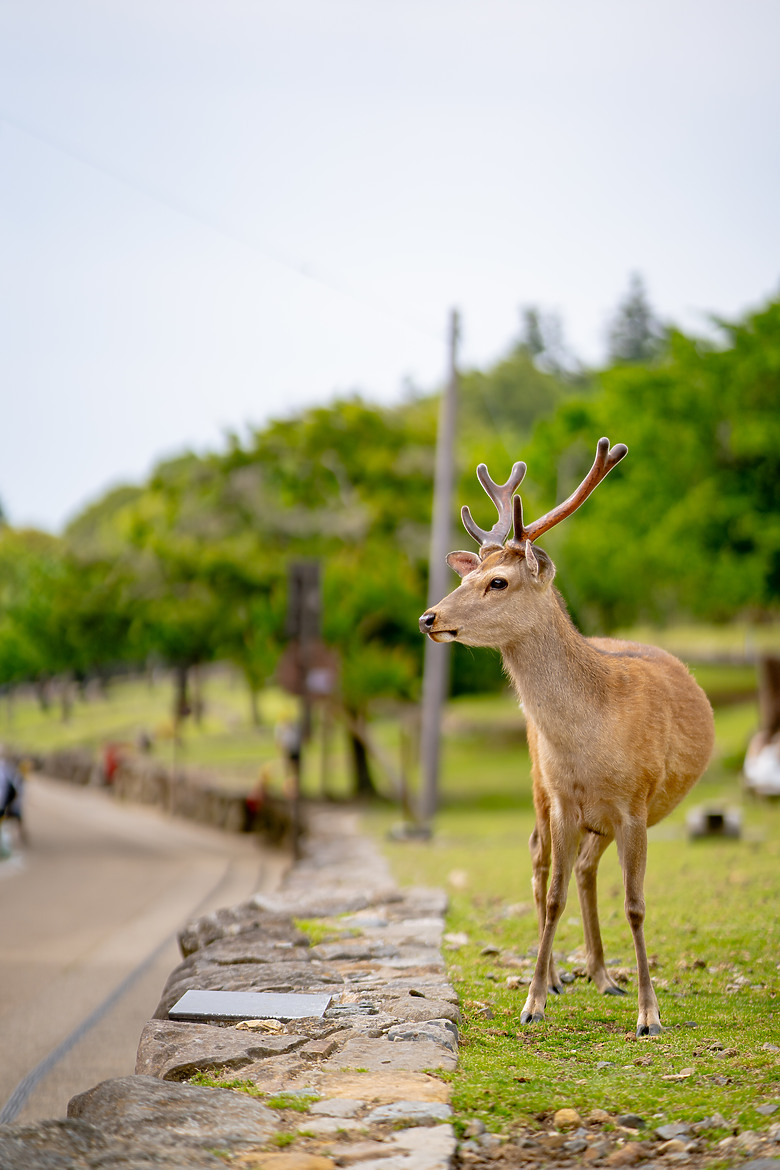 【關西】獨旅，奈良篇