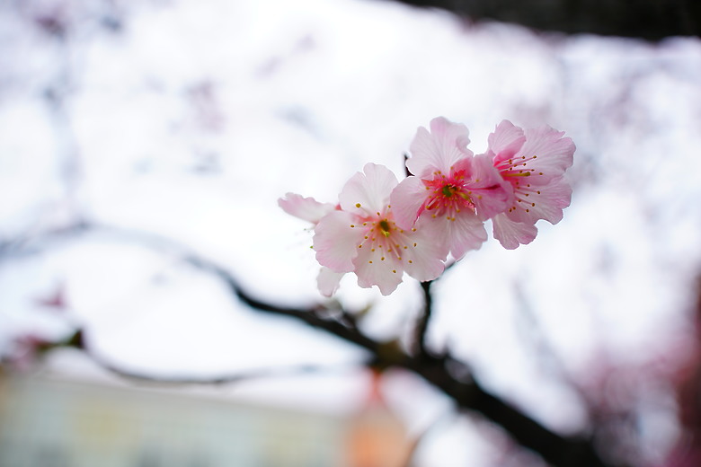 春夏秋冬，賞花兼試鏡。T28-200mm