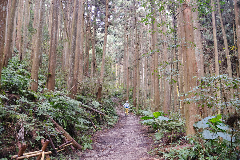 【鵝公髻山】林相絕美的新竹縣小百岳 | 山上人家農場第三登山口起登
