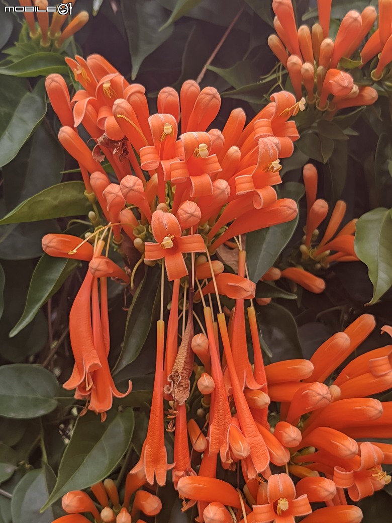 炮仗花+蔥花+煙火花+火焰木+蓖麻 台南市東區裕永路後甲公園 02/09