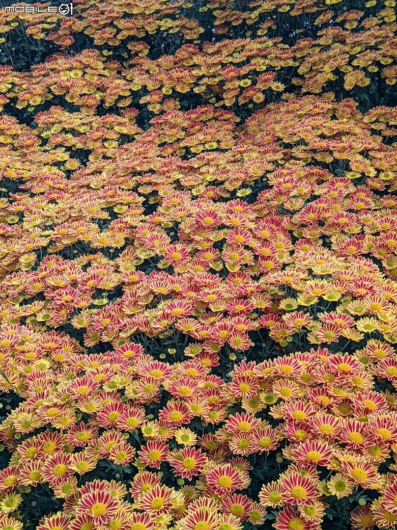 花在彰化 彰化縣溪州鄉中央路三段138號 02/01