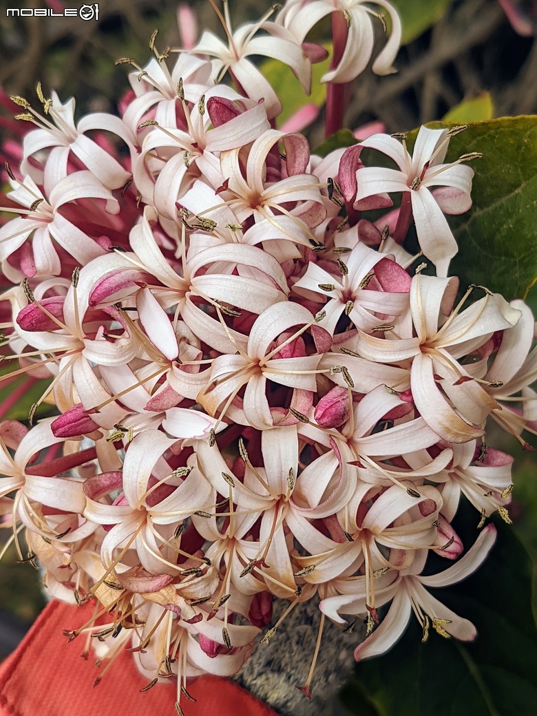 炮仗花+蔥花+煙火花+火焰木+蓖麻 台南市東區裕永路後甲公園 02/09