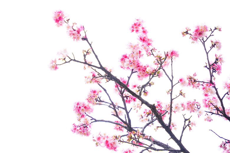 春夏秋冬，賞花兼試鏡。T28-200mm