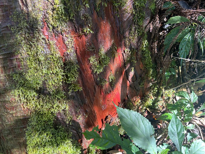頂湖大凍山國家森林步道健行