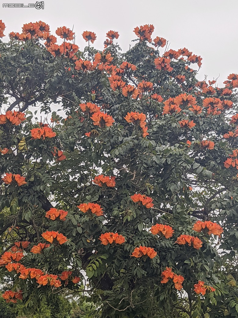 炮仗花+蔥花+煙火花+火焰木+蓖麻 台南市東區裕永路後甲公園 02/09