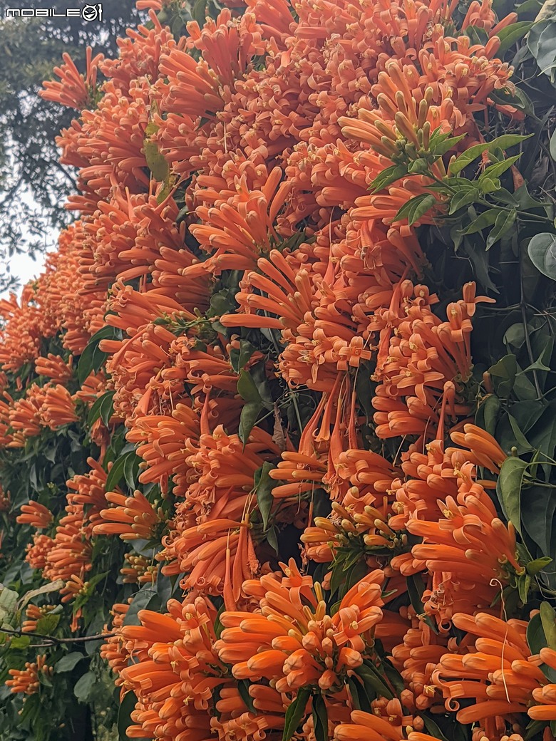 炮仗花+蔥花+煙火花+火焰木+蓖麻 台南市東區裕永路後甲公園 02/09