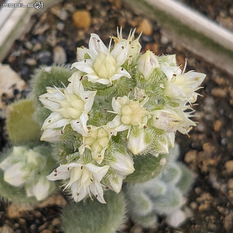 多肉植物開花 台南市佳里區興化里綠樹園藝 02/22