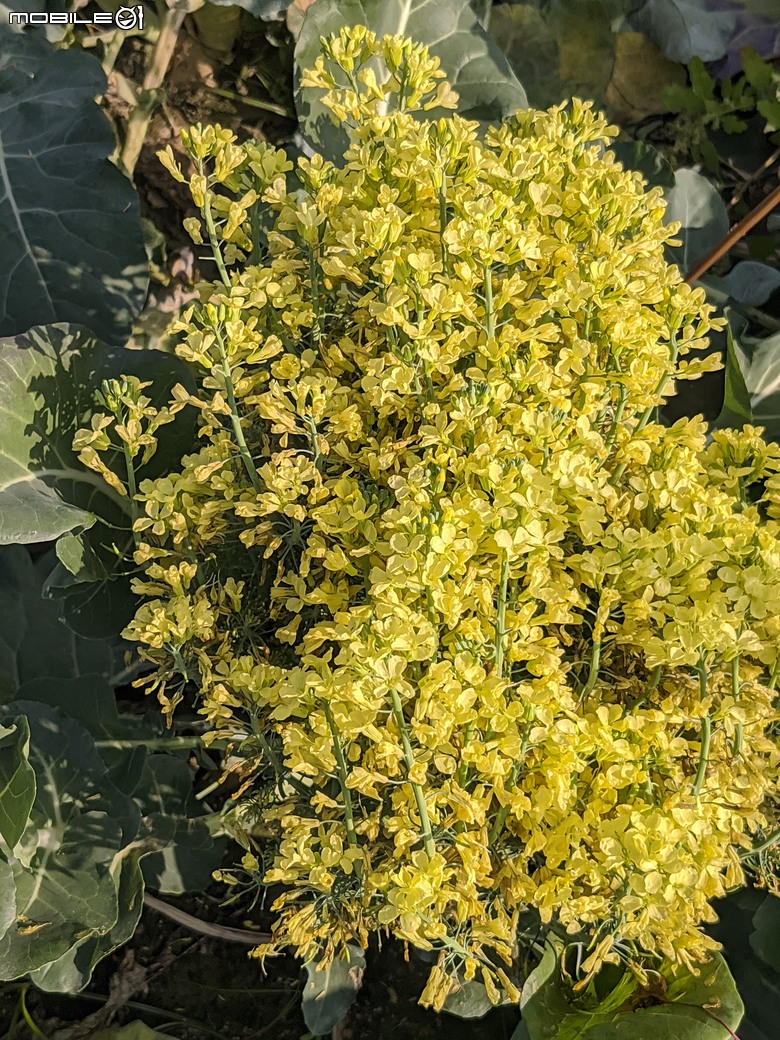 青花菜 台南市仁德區中生里中洲福德祠附近 02/16
