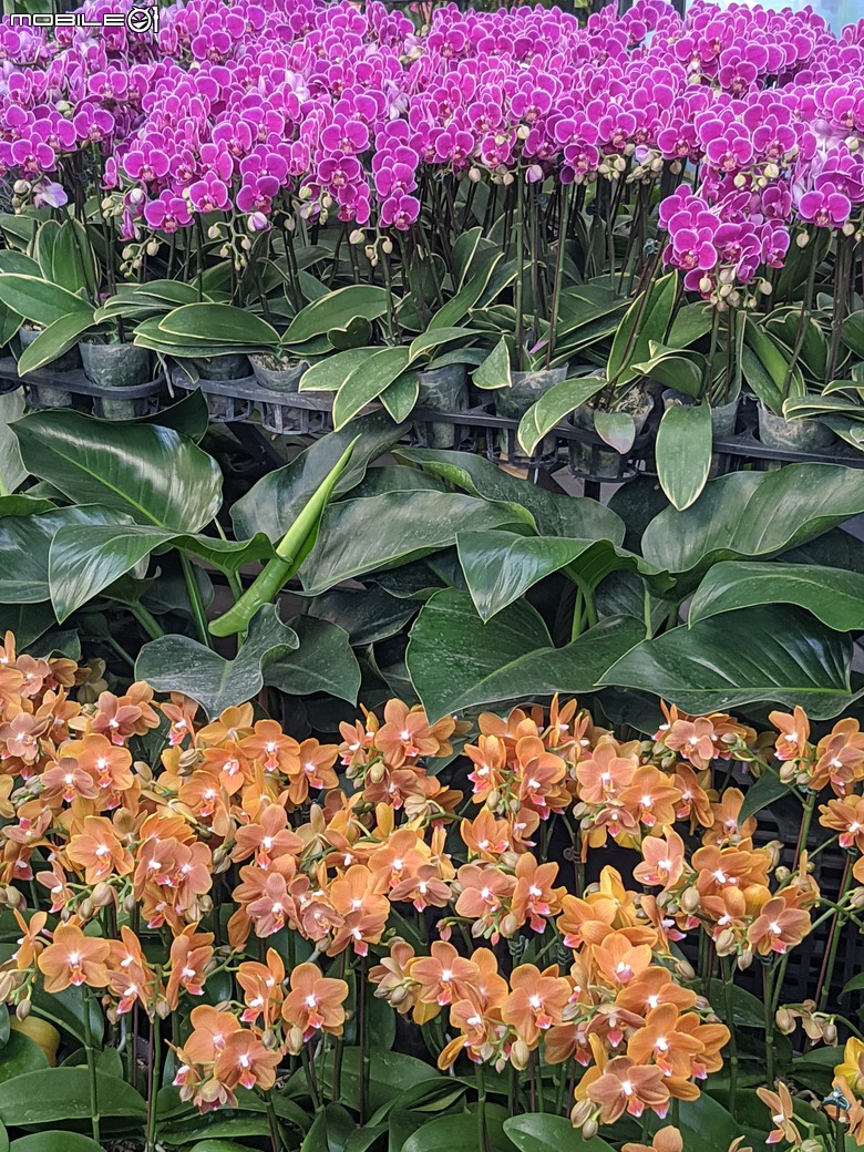 花在彰化 彰化縣溪州鄉中央路三段138號 02/01