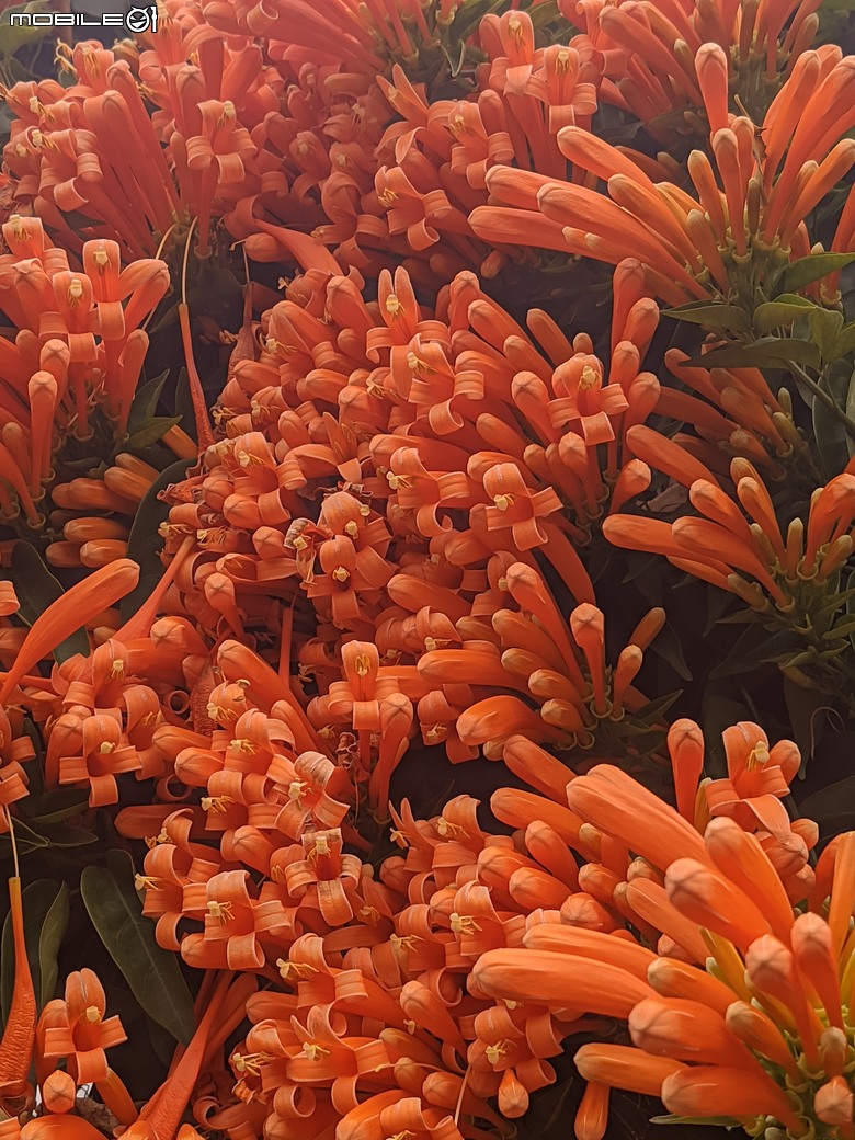 炮仗花+蔥花+煙火花+火焰木+蓖麻 台南市東區裕永路後甲公園 02/09