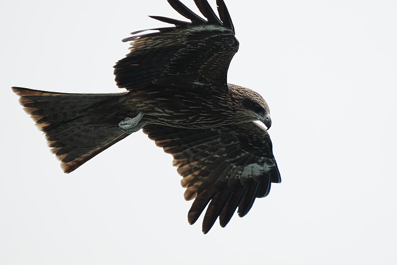 點我看大圖 Sony FE 400-800mm f/6.3-8 G OSS 評測報告|E-mount 首顆 800mm 砲降臨!