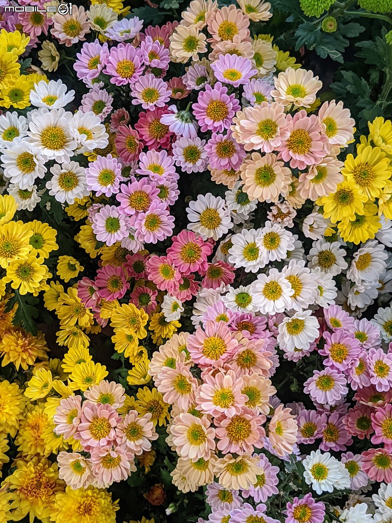 花在彰化 彰化縣溪州鄉中央路三段138號 02/01