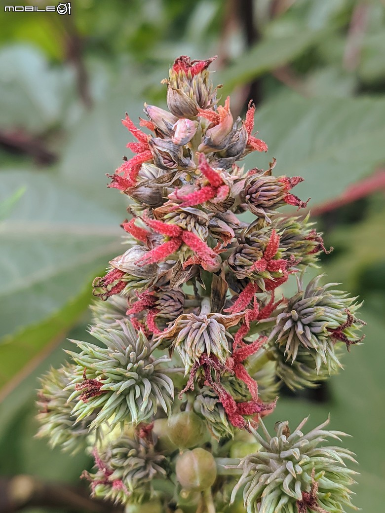 炮仗花+蔥花+煙火花+火焰木+蓖麻 台南市東區裕永路後甲公園 02/09