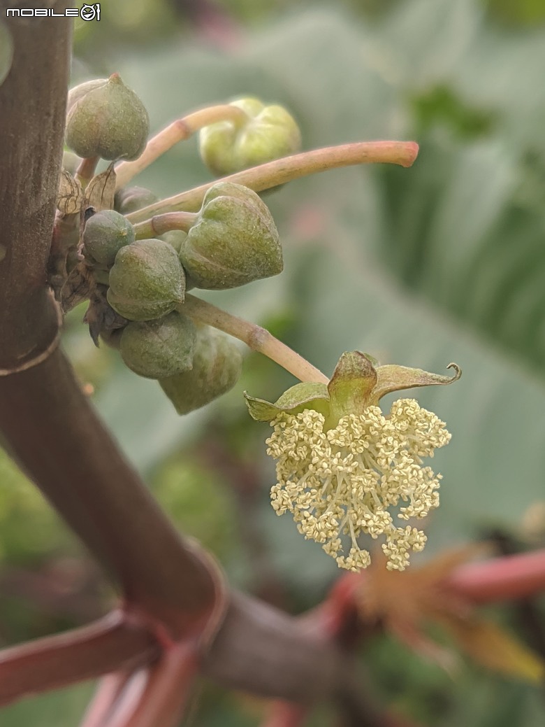 炮仗花+蔥花+煙火花+火焰木+蓖麻 台南市東區裕永路後甲公園 02/09