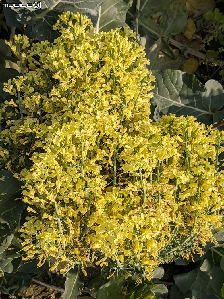 青花菜 台南市仁德區中生里中洲福德祠附近 02/16
