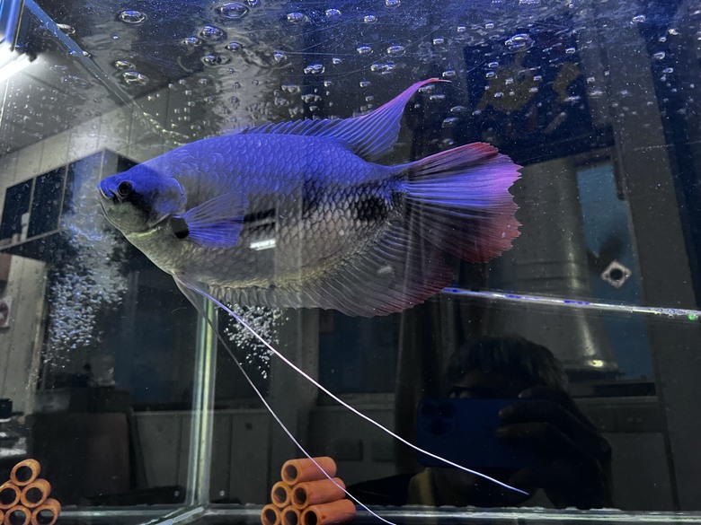 魚缸真的一次到位才好
