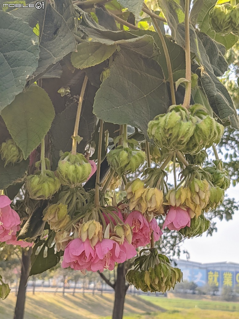 紅花風鈴木+非洲芙蓉 台南市仁德區仁德滯洪池 01/18