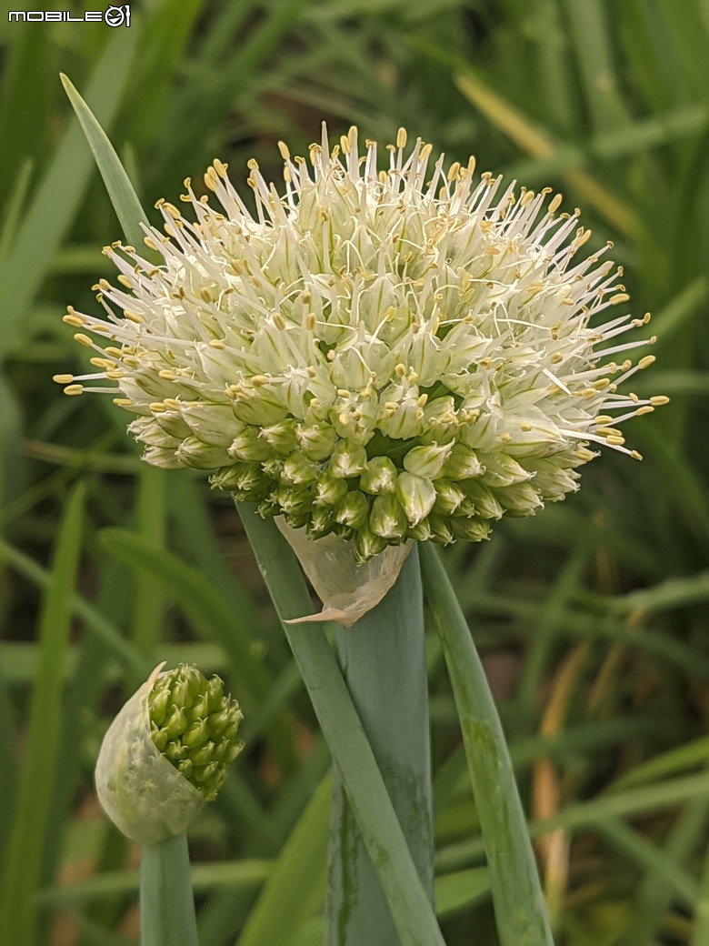 炮仗花+蔥花+煙火花+火焰木+蓖麻 台南市東區裕永路後甲公園 02/09