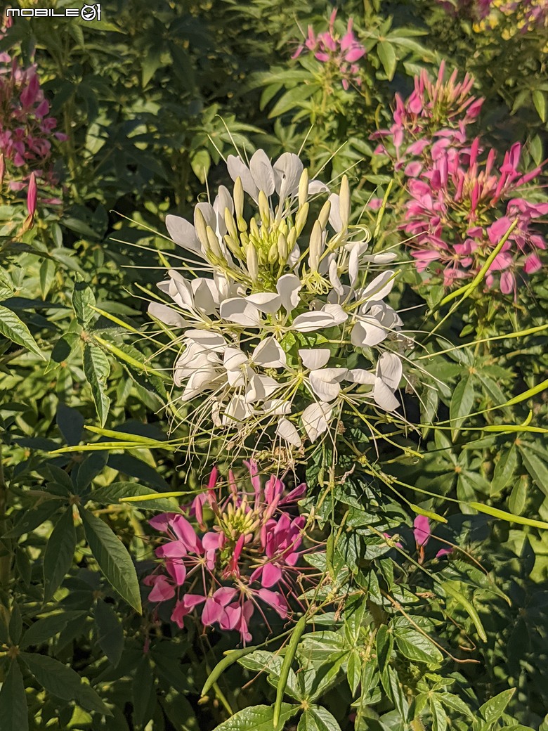 花在彰化 彰化縣溪州鄉中央路三段138號 02/01