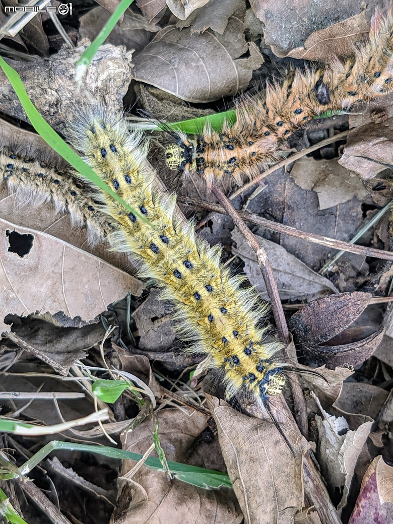 紅花風鈴木+非洲芙蓉 台南市仁德區仁德滯洪池 01/18