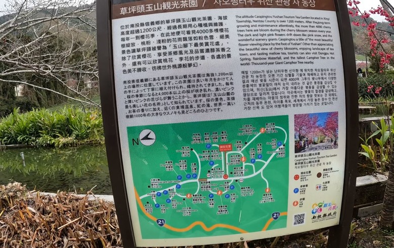 草坪頭賞櫻花賞李花,2月5日花況分享