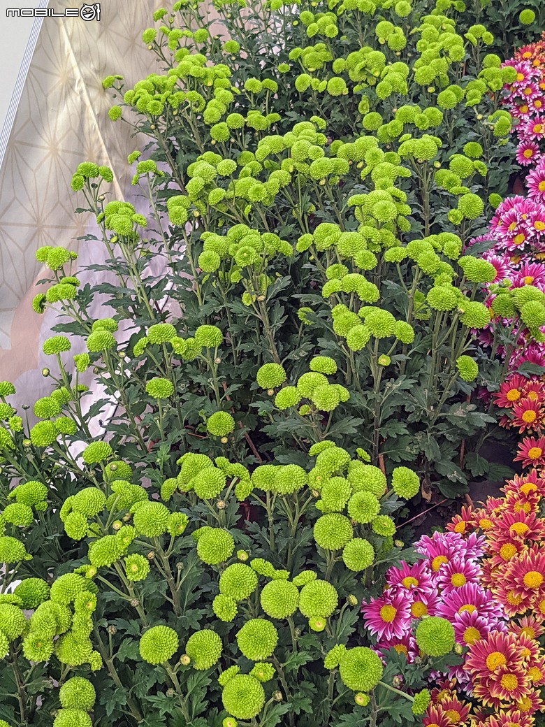 花在彰化 彰化縣溪州鄉中央路三段138號 02/01