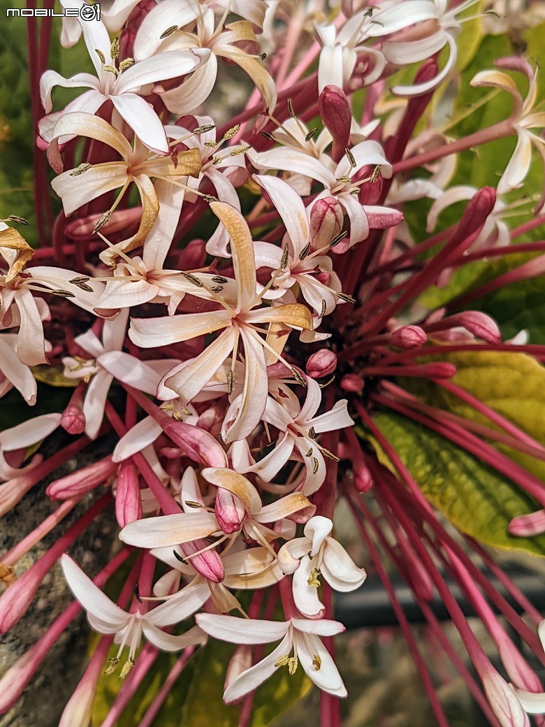 炮仗花+蔥花+煙火花+火焰木+蓖麻 台南市東區裕永路後甲公園 02/09