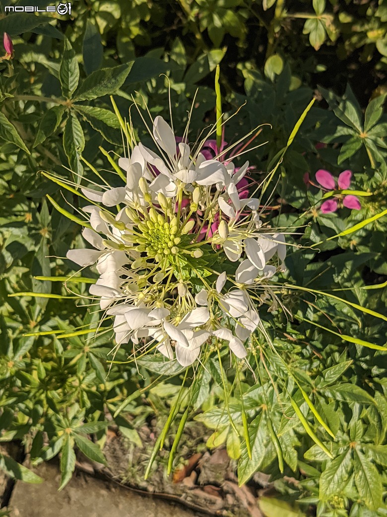 花在彰化 彰化縣溪州鄉中央路三段138號 02/01
