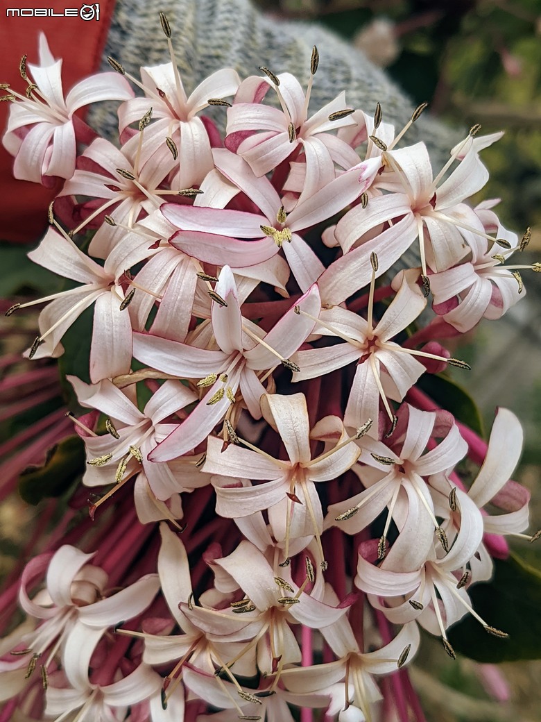 炮仗花+蔥花+煙火花+火焰木+蓖麻 台南市東區裕永路後甲公園 02/09