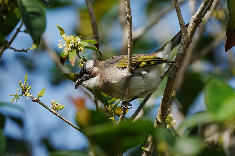 點我看大圖 Sony FE 400-800mm f/6.3-8 G OSS 評測報告|E-mount 首顆 800mm 砲降臨!