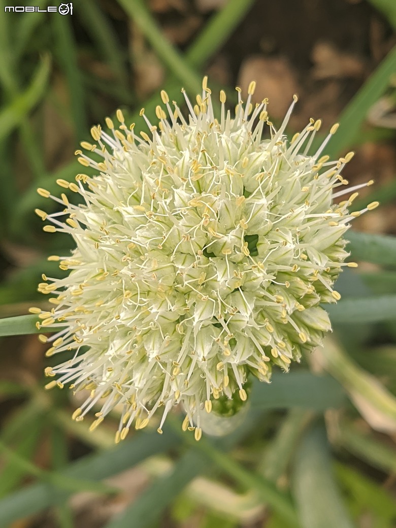 炮仗花+蔥花+煙火花+火焰木+蓖麻 台南市東區裕永路後甲公園 02/09