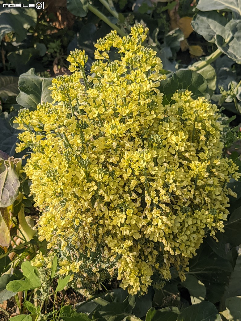 青花菜 台南市仁德區中生里中洲福德祠附近 02/16
