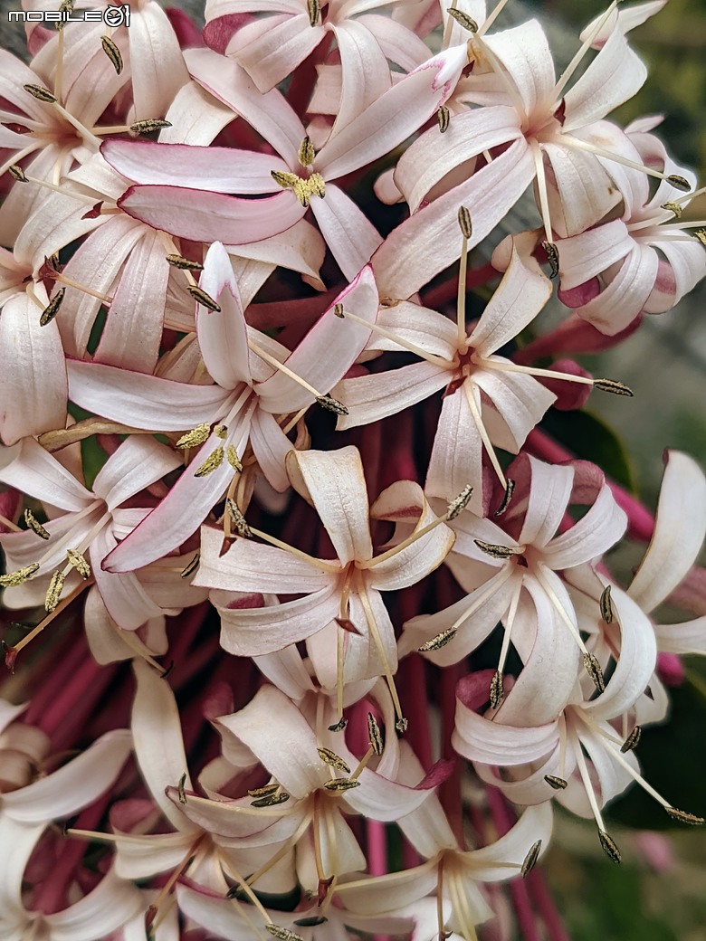 炮仗花+蔥花+煙火花+火焰木+蓖麻 台南市東區裕永路後甲公園 02/09