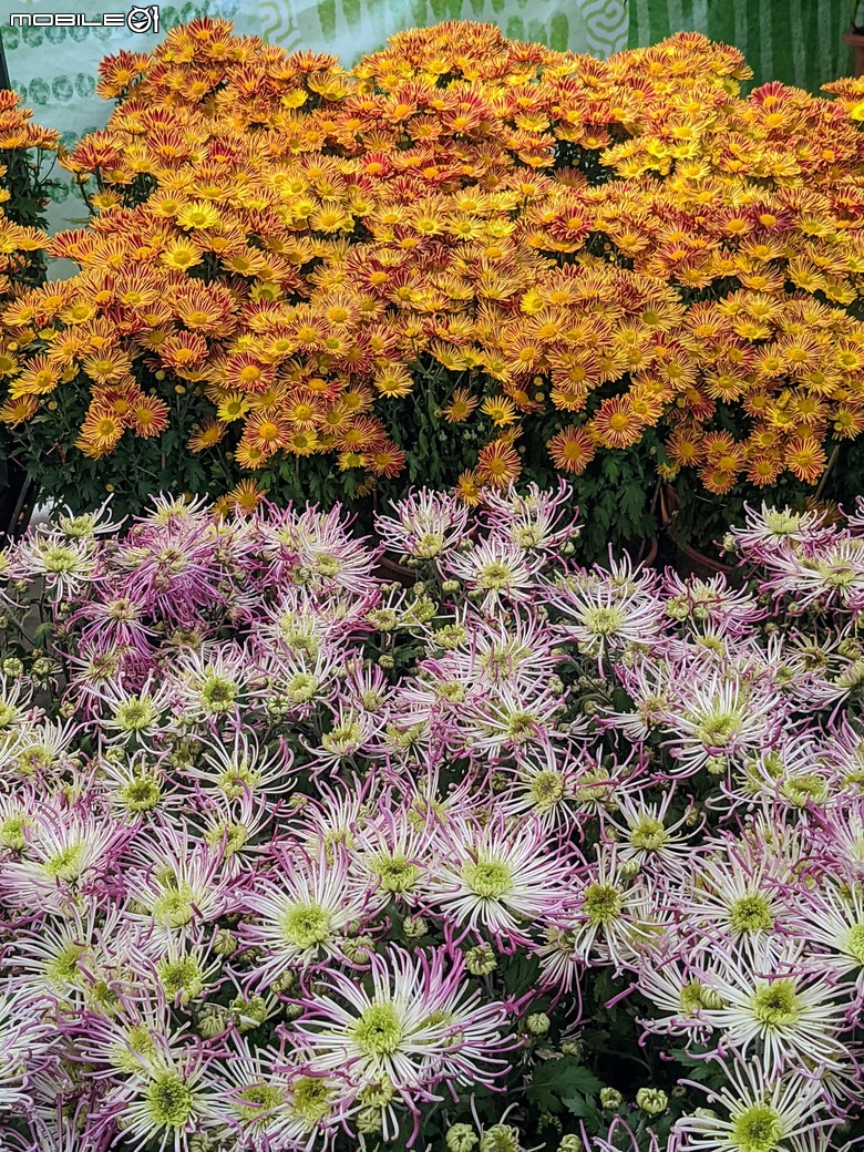 花在彰化 彰化縣溪州鄉中央路三段138號 02/01