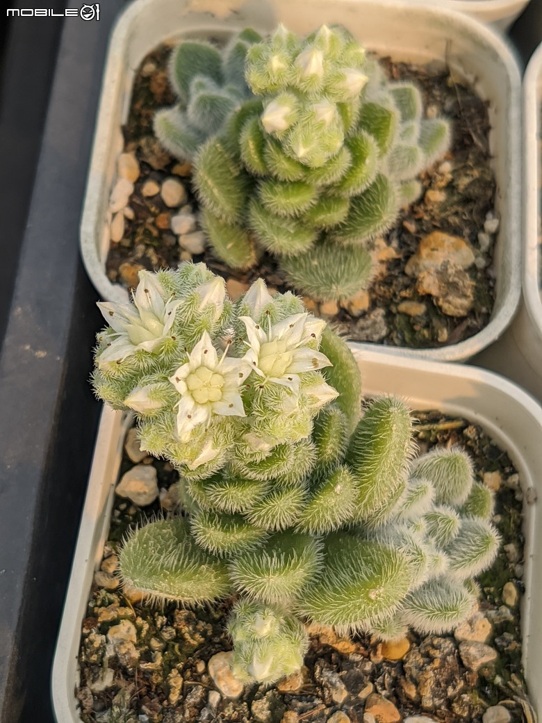 多肉植物開花 台南市佳里區興化里綠樹園藝 02/22
