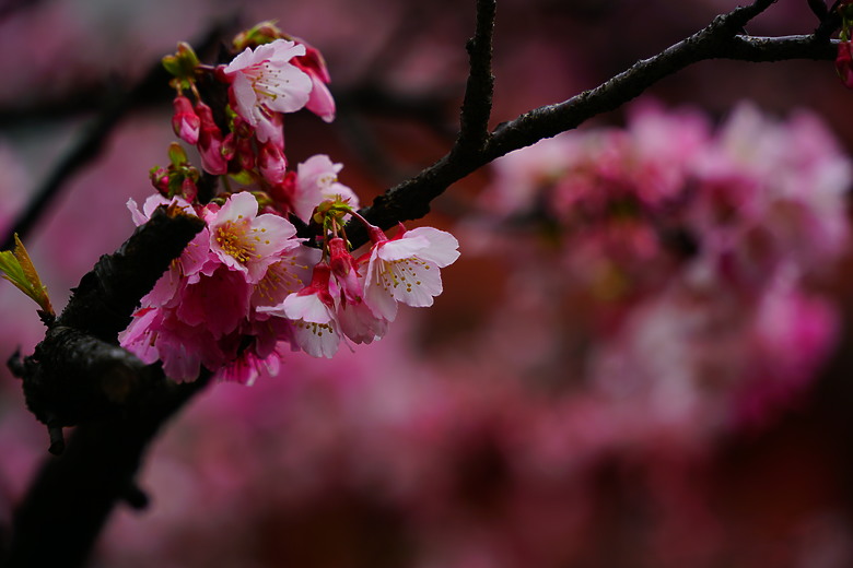 春夏秋冬，賞花兼試鏡。T28-200mm