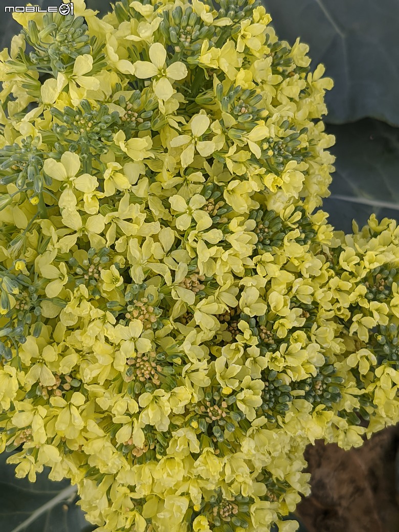 青花菜 台南市仁德區中生里中洲福德祠附近 02/16