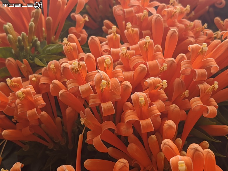 炮仗花+蔥花+煙火花+火焰木+蓖麻 台南市東區裕永路後甲公園 02/09